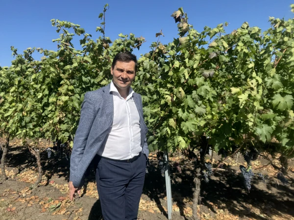 Sorin MASLO: By 2030, 1,000 hectares of our own modern vineyards will meet the needs of the Cricova Winery