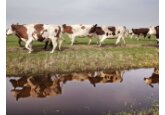 Noua Zeelandă va impozita gazele şi excrementele produse de vaci şi de oi 