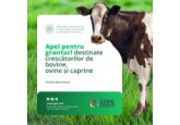 Moldovan farmers from December 26 can start applying for the 3rd call for grants of up to $1 million under the WB-funded AGGRI project for the livestock and milk production sector