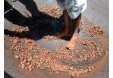Cultivatorii de cacao se confruntă cu provocări în creştere din cauza El Nino