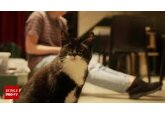 Studiu: Felinele sunt capabile să învețe sensul unor cuvinte mai rapid decât bebelușii