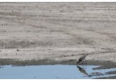 Farmers affected by the drought can request from the Chamber of Commerce and Industry (CCI) of Moldova an opinion to confirm the circumstances justifying the non-fulfillment of a liability