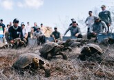 Țestoasele gigant revin în Galápagos după aproape 150 de ani de la dispariție