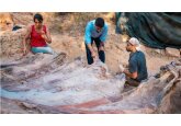 Skeleton of 82ft-long dinosaur found in man&#039;s backyard in Portugal