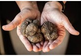 Trufele românești, tot mai căutate: un kilogram ajunge la peste 4.000 de euro la export