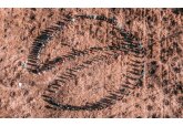 The maib team planted a forest of about 2 hectares in the shape of the bank’s logo