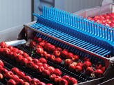 La sfârșitul anului 2024, exportul de fructe și nuci din Moldova a depășit 266 mii tone, asigurând 6,57% din volumul total al livrărilor externe ale țării.