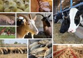 O nouă strategie pentru dezvoltarea sectorului zootehnic va fi dezvoltată în Moldova.