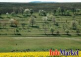 Moldova va simplifica procedurile de radiere și salvare a plantelor perene. 