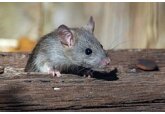 В лапах мышей обнаружены сверхбыстрые мышцы