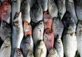 Почти 40%. Выявлена глобальная фальсификация рыбы