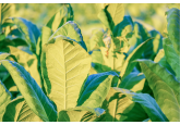 “TUTUN MOLDOVA”  adresare către Premier și ministrul Agriculturii: Producătorii locali ar putea fi aduși în pragul falimentului! 
