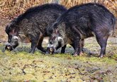 Дикие свиньи приносят климату больше вреда, чем автомобили - ученые
