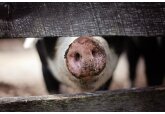 Un nou caz de pestă porcină africană a fost înregistrat în raionul Cahul.