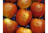 Războiul din Ucraina a blocat exporturile moldovenești în multe țări: exportatorii caută piețe alternative pentru produsele lor. 