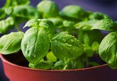 Ученые назвали защищающий от болезни Альцгеймера продукт