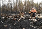 Выявлена опасность восстановления лесов