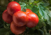 Ferma organică din Cluj unde roşiile cresc pe muzică clasică