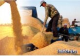 На складах экономических агентов Молдовы находится около 398,34 тыс. т пшеницы, около 1,3 млн т кукурузы и 350 тыс. т семян подсолнечника. 