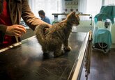 Россия зарегистрировала первую в мире вакцину против COVID-19 для животных
