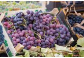 În 2022, Moldova a exportat 76.000 de tone de struguri de masă, iar de la începutul anului 2023 aproape 6.000 de tone au fost livrate pe piețele UE și CSI.