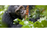 Chimpanzees ‘self-medicate’ with healing plants