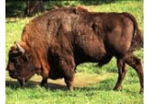 Bizonii se întorc în România după o absenţă de 200 de ani