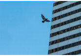 Texas&#039; skyscrapers are going dark to keep billions of birds safe