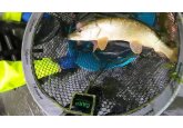 River fish being moved in struggle to survive low water levels