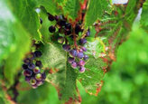Poducătorii de vin pot fi scutiți de plata contribuțiilor la Fondul viei și vinului în anul 2021.