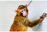 Cloned rhesus monkey created to speed medical research