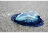 'Stunningly beautiful' blue sea creatures appear on Welsh beaches