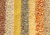 Moldovan farmers will receive new urgent assistance in the form of seeds, fodder for livestock and other agricultural inputs worth about $1 million within 2 FAO projects.