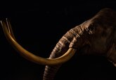 Pariul geneticienilor: 15 milioane de dolari pentru reînvierea mamutului lânos