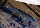 Наркотики в сточных водах могут вызвать зависимость у рыб – ученые