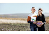 Cel mai scump condiment din lume, cultivat în Moldova. Istoria cu aromă de șofran a agricultorului Alexandru Druguș, client Microinvest