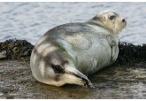 Seals stay warm and hydrated in the Arctic with larger, more convoluted nasal passages