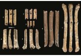 Обнаружены семь древнейших костяных флейт