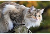 «Кс-кс» или «кис-кис-кис»: почему коты откликаются на этот зов?