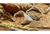 Moldova in 2023, compared to 2022, increased food exports in monetary terms by 2.8% - to $951.6 million.
