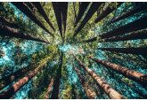 Moldova will receive a loan of 40 million euros from the French Development Agency to strengthen the forestry sector and a grant of 1.2 million euros to implement the Forestry Reform Program.