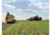 Südzucker Moldova a început recoltarea sfeclei de zahăr: mai mult de 60% din recoltă a fost afectată de secetă