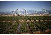 Запасы нефти в США выросли