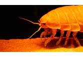 Creaturi din adâncul oceanelor folosesc un truc ingenios pentru a supraviețui ani de zile fără hrană