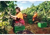 Culesul viilor în regiunea Champagne din Franța. 120.000 de muncitori culeg cu mâna 34.000 de hectare de vie