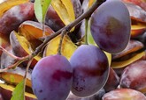 Over the last few years, Moldova has increased exports of plums to the UK 15 times, apples 5 times and grapes about 3 times