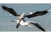 Scientists on high alert for bird flu as seabirds return to UK coast