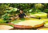 New giant water lily species discovered at Kew is world&#039;s largest