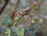 Losses incurred by Moldovan fruit producers from the recent April frosts are estimated at approximately 741 million lei - Moldova Fruct