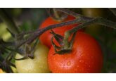 Brexit and bad planning also to blame for UK fruit and veg shortages, Spain says